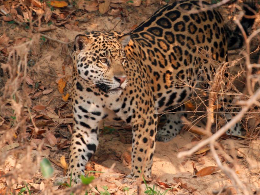 New article Jaguars