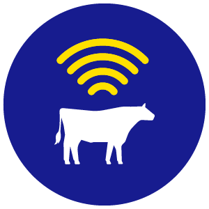 SMART FARMING cow and wireless signal
